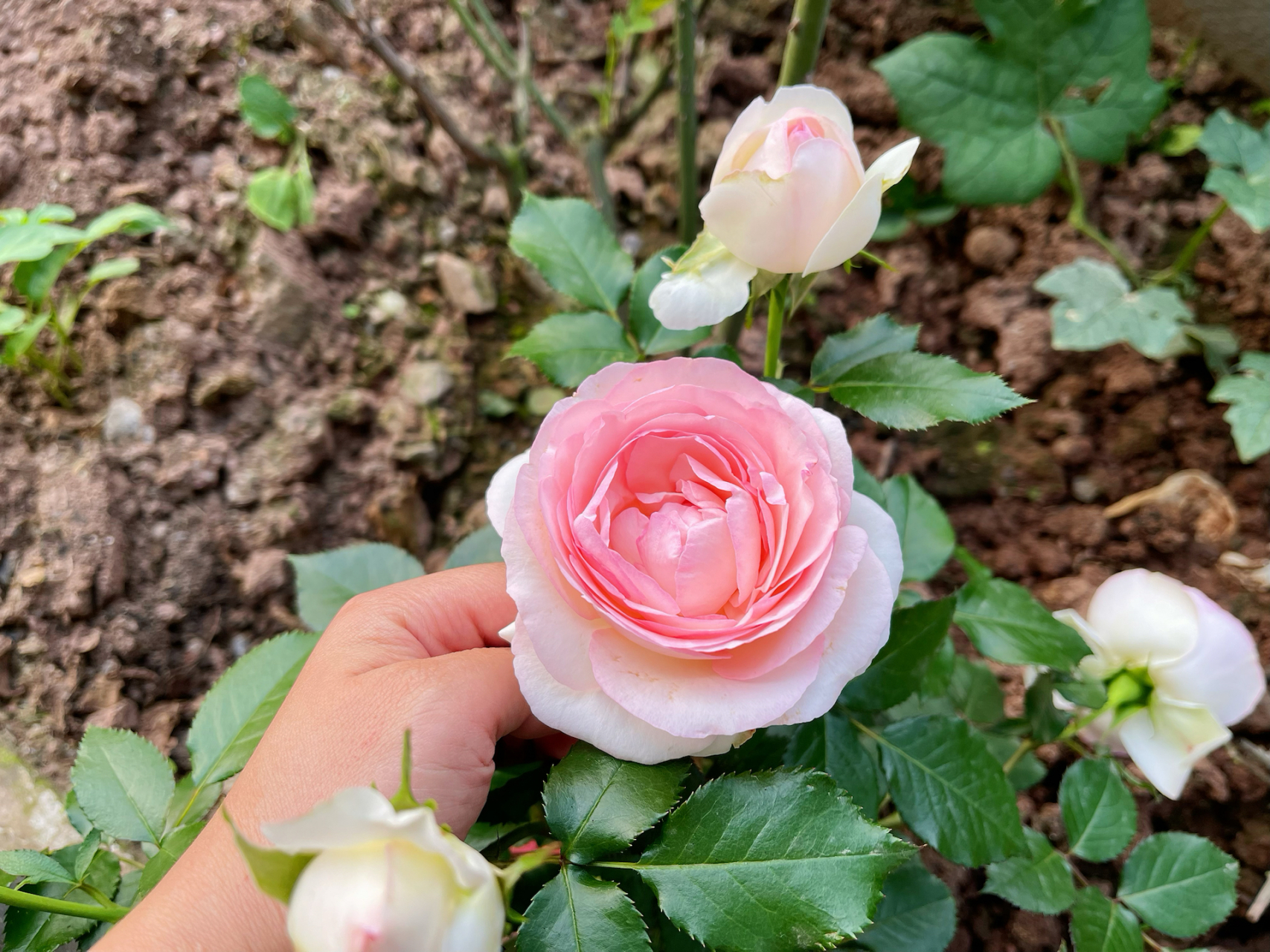 所以,那些给我灌输的玫瑰,月季,蔷薇到底是什么.