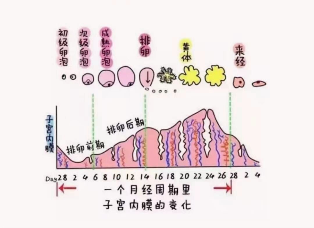 子宫内膜周期性的变化 96子宫是一个孕育新生命的地方