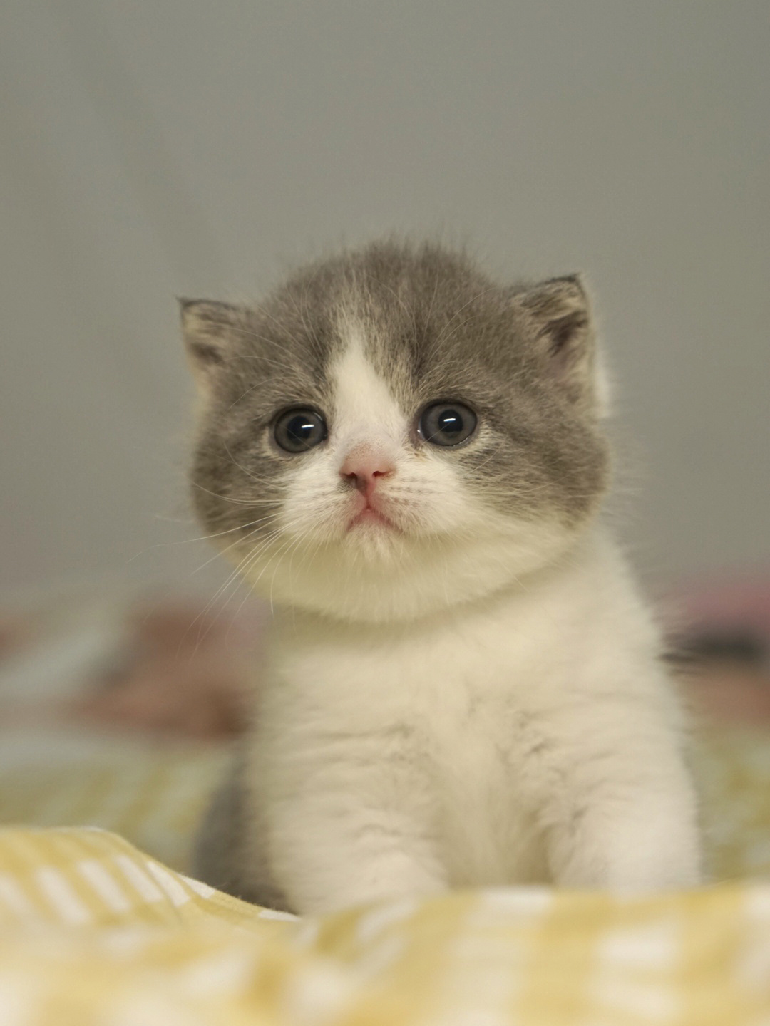 英短蓝白|可爱小奶猫图片