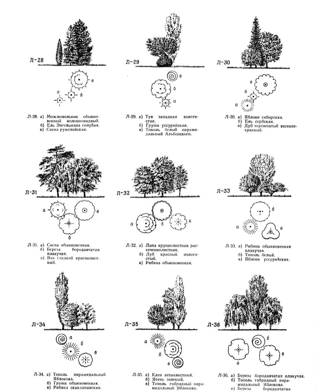 植物平面立面对应图图片