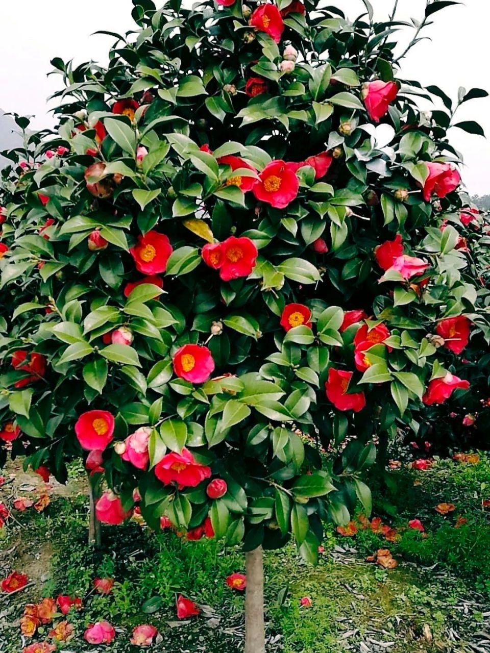 绝美盆景|耐冬山茶花 耐冬山茶花为常绿阔叶灌木,隆冬季节,冰封76