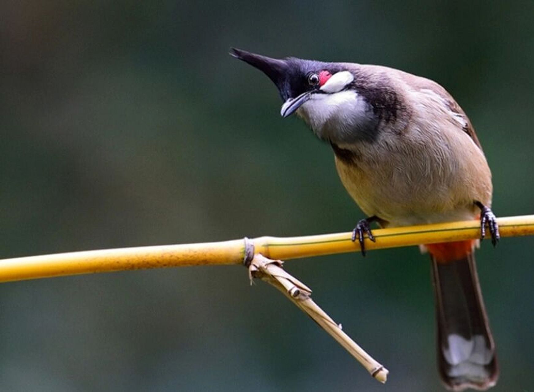 红耳鹎,集万千"才华"于一身 简单介绍下,我们是鹎科鹎属的鸟类.