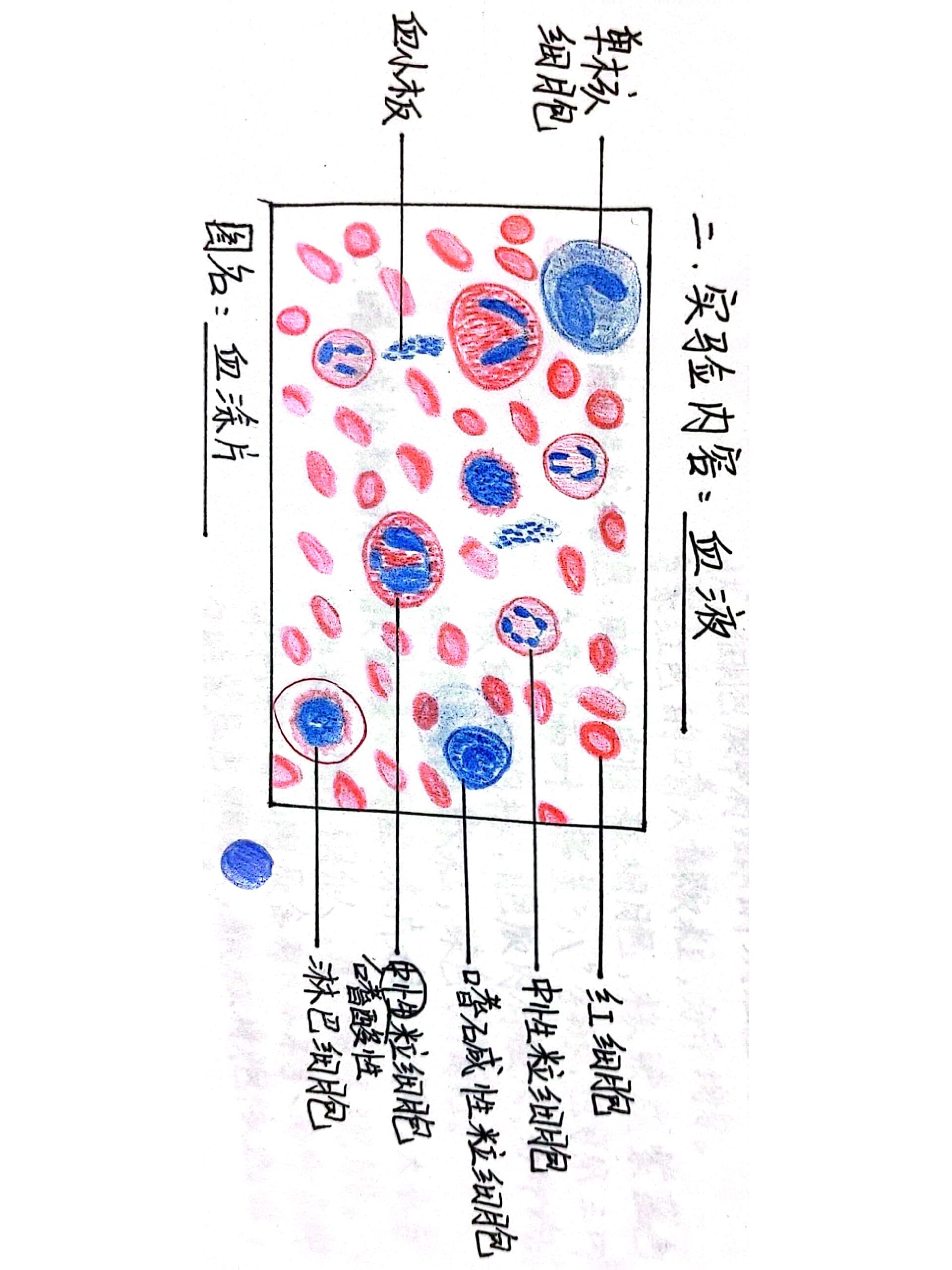 淋巴细胞红蓝铅笔图图片