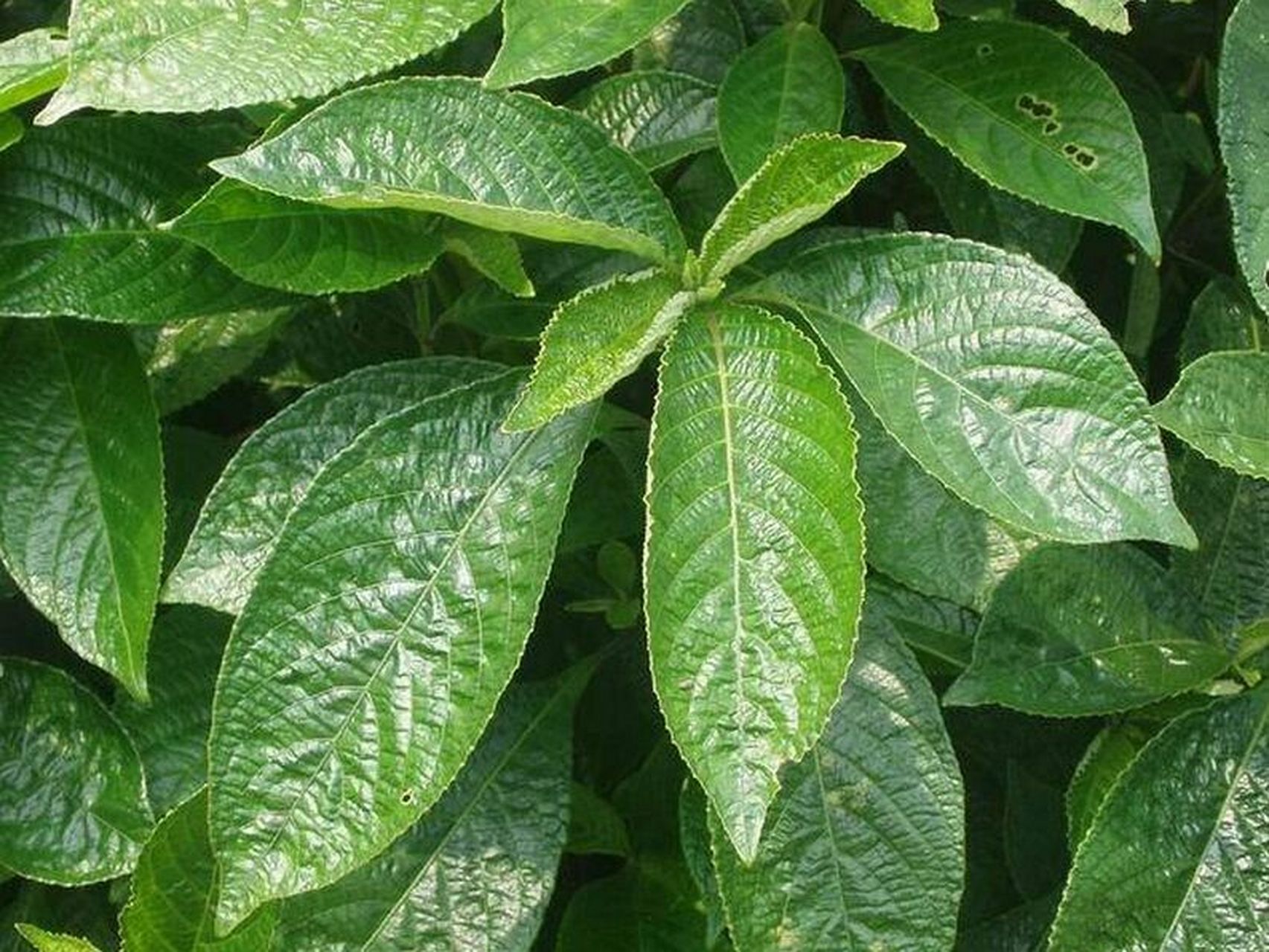 《黑面将军》 黑面将军是民间非常受欢迎的草药之一,因为有治疗乳癌