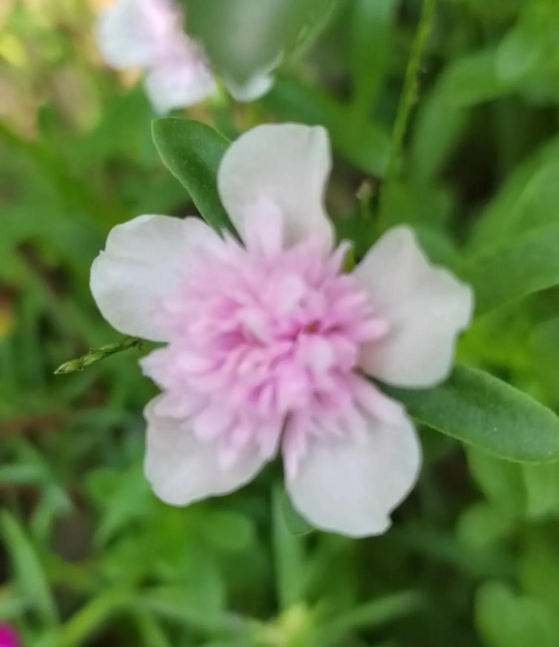 重楼太阳花也是太阳花的一种,是那种阔叶的,长着像野生的马齿苋一样的