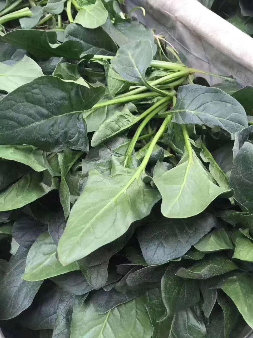 介绍寿光美食特产—扒谷 "扒谷",寿光这边独特的一道美食,像老于这样