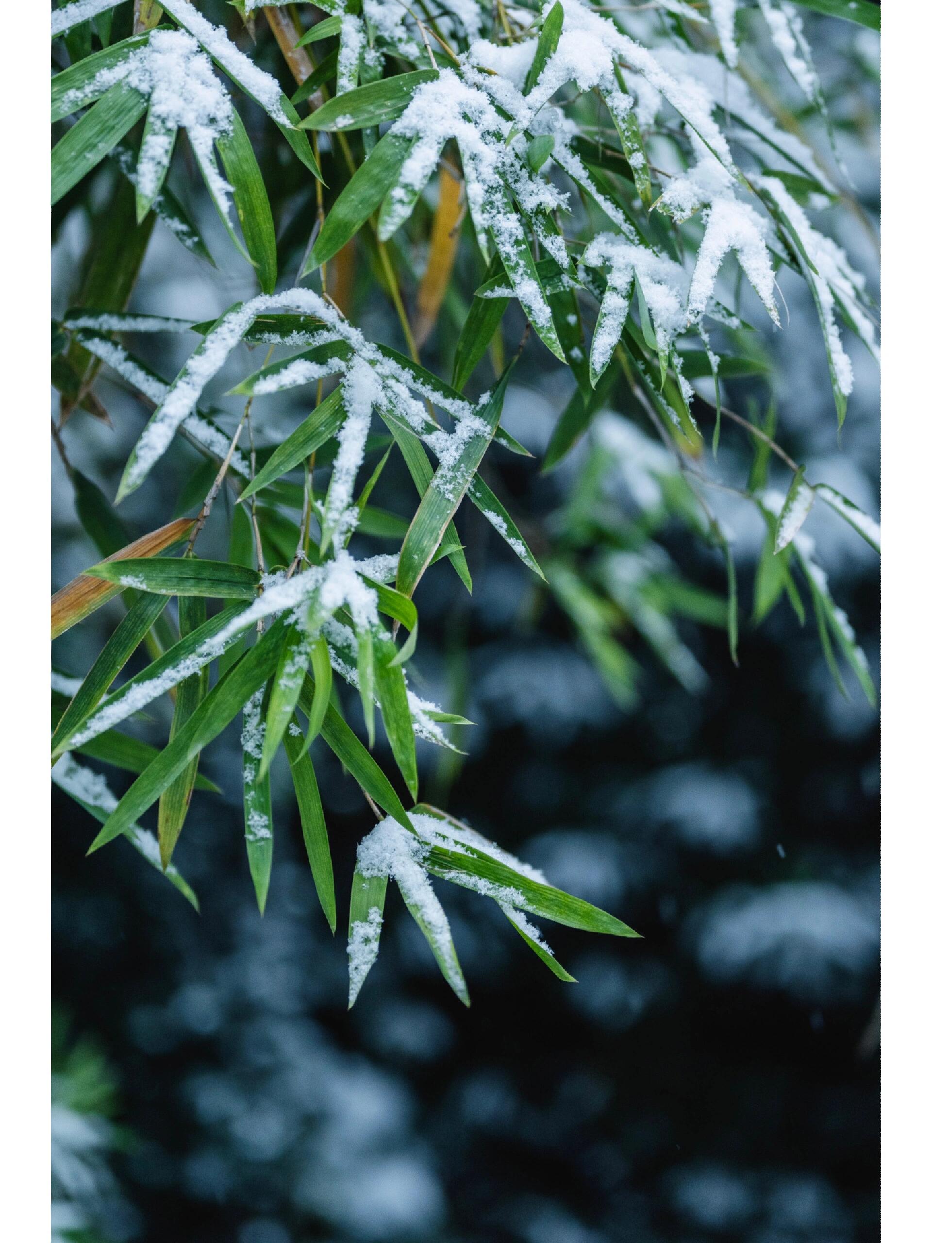 竹子和雪的图片图片