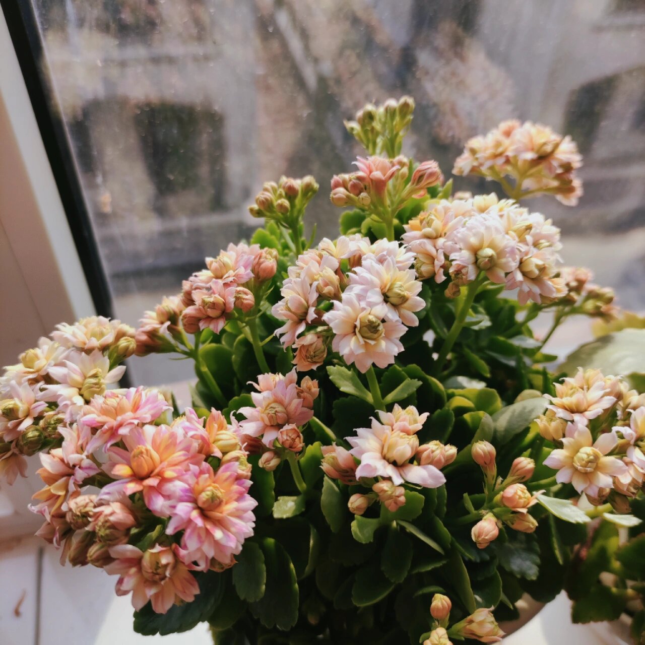 长寿花复花——柠檬汁
