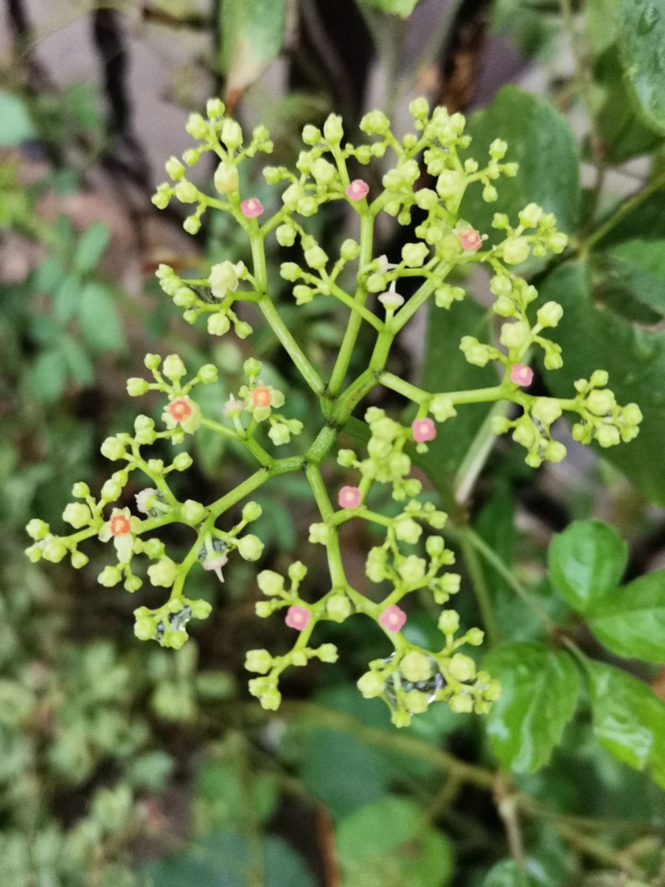 绞股蓝全草药用 全草药用,可爱小花