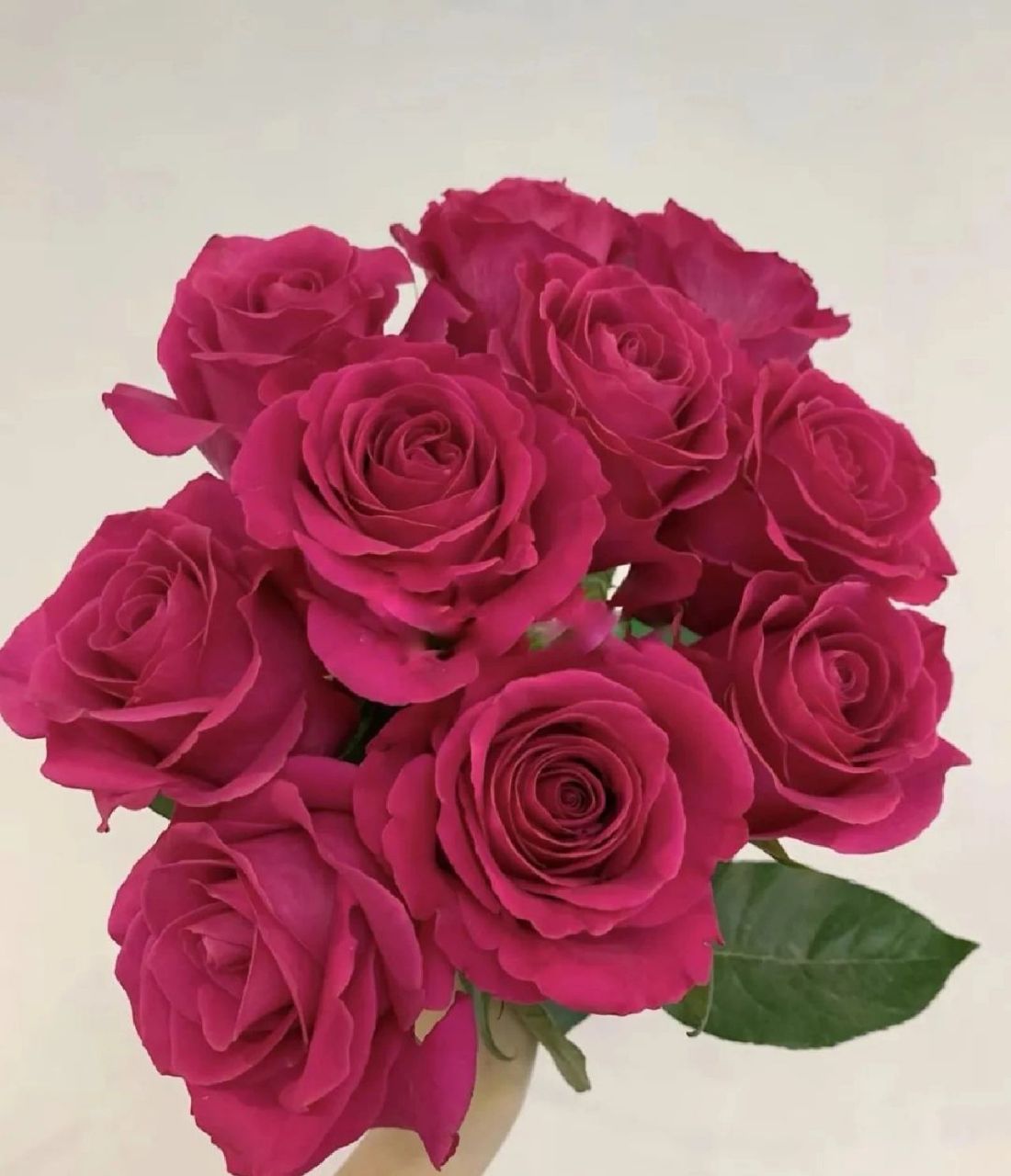 今日识花:兰蔻御用玫瑰——弗洛伊德 今天带大家认识的花材是