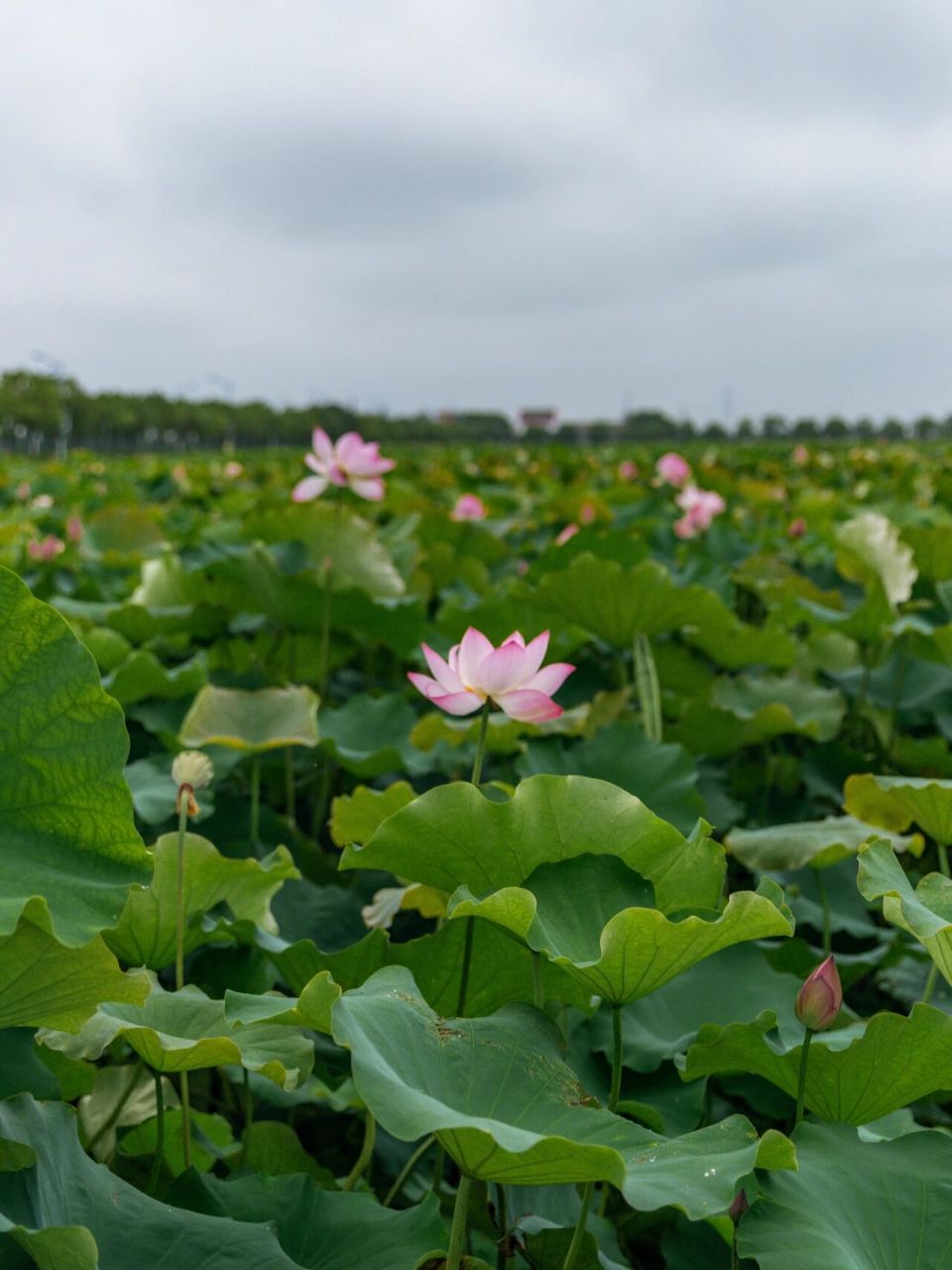 拍摄时间:2021年6月27日 拍摄地点:新浜村荷花园 	 去新浜荷花园拍