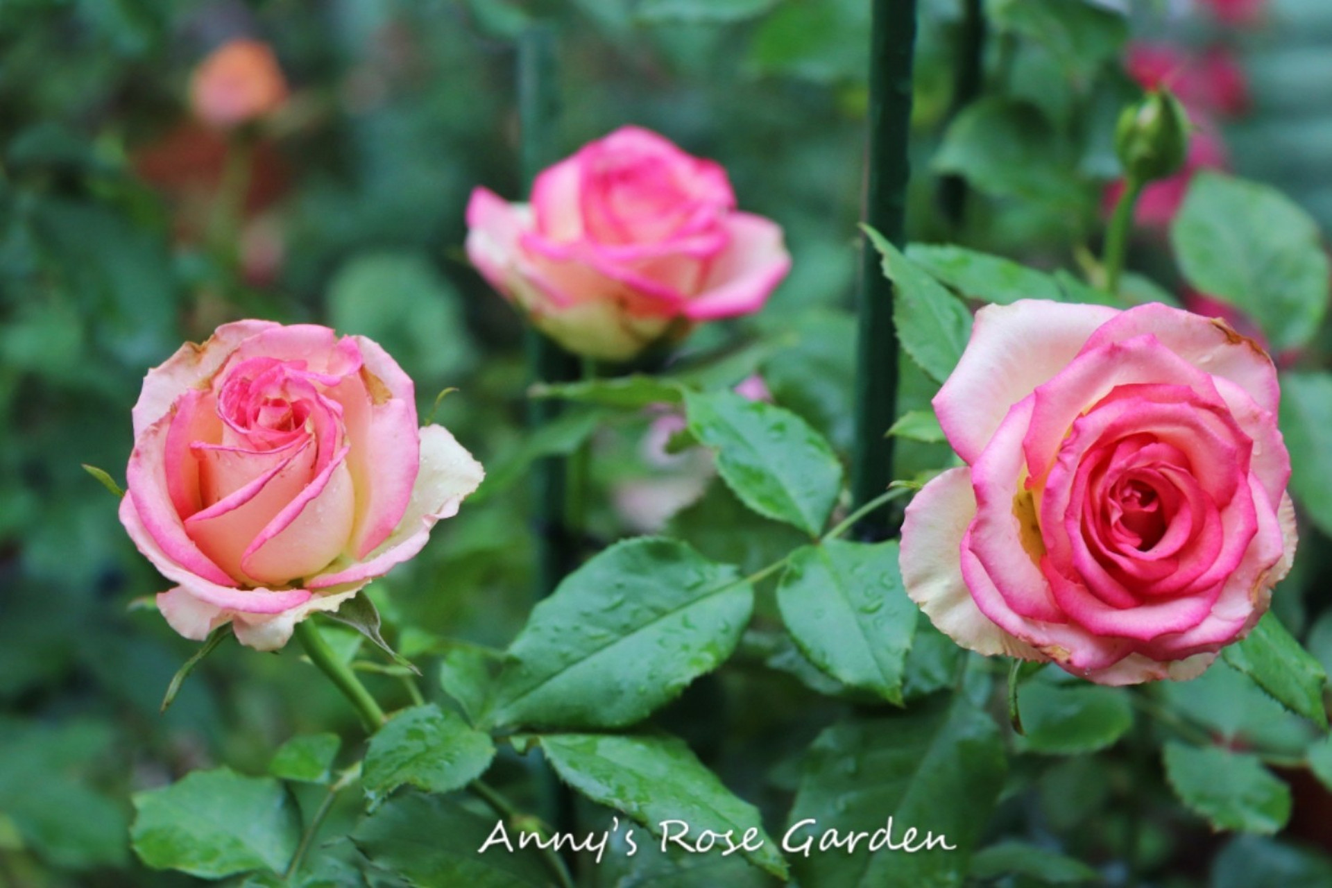 切花月季梦露 梦露我种了将近大半年,这次是开的最美最整齐的一次.