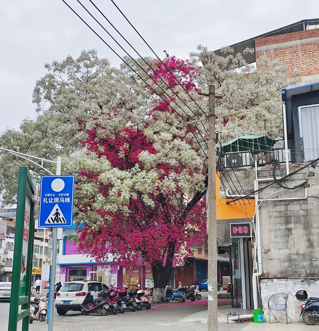 平果网红树98 春日限定