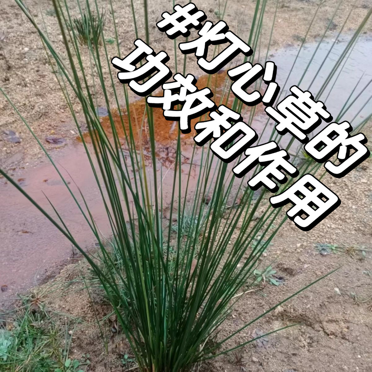 灯心草06 清热利水,清心除烦 灯心草 95功效与作用 清热利水,清心