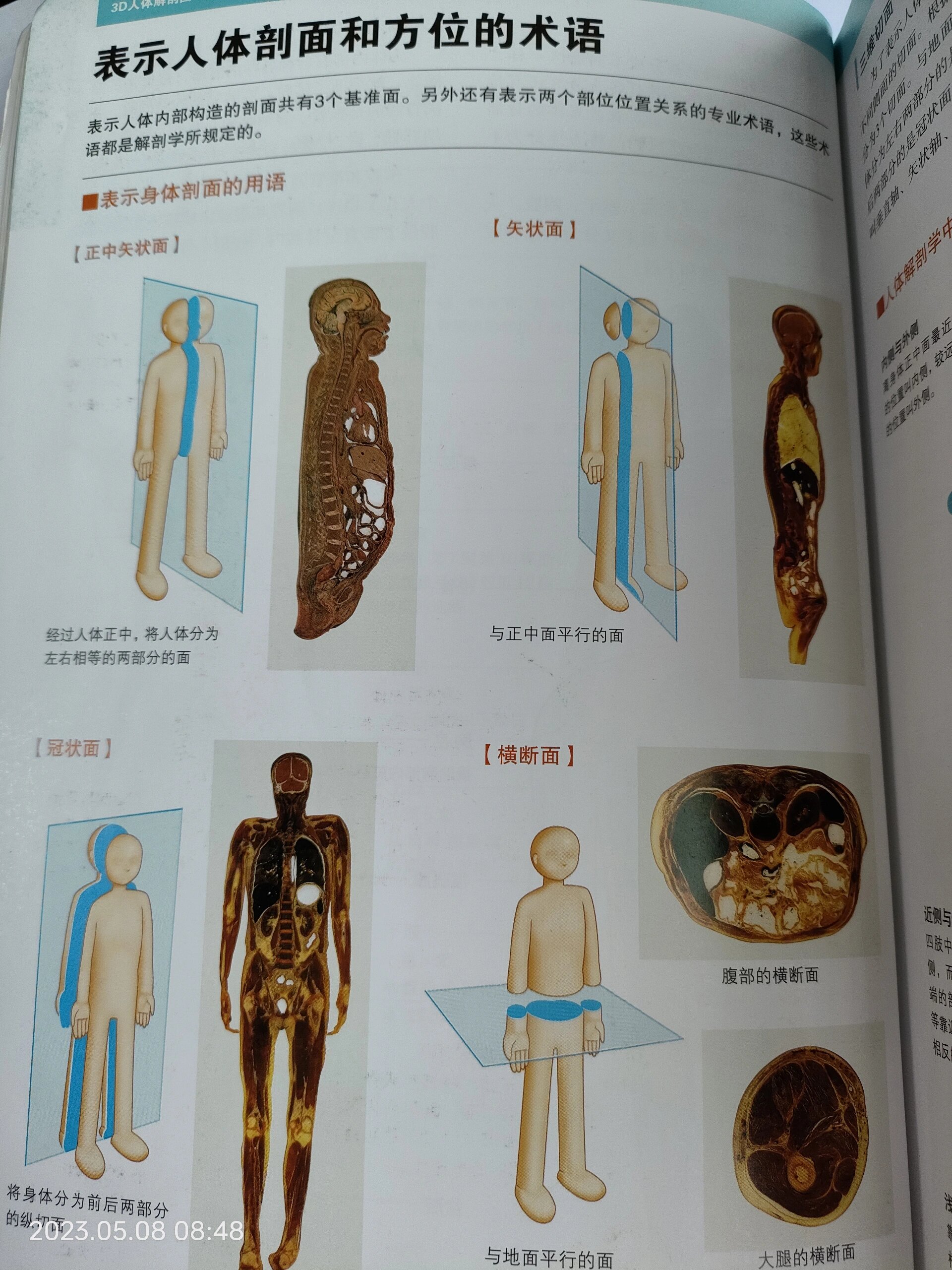 矢状面 与正中面平行的面  冠状面 将身体分为前后两部分