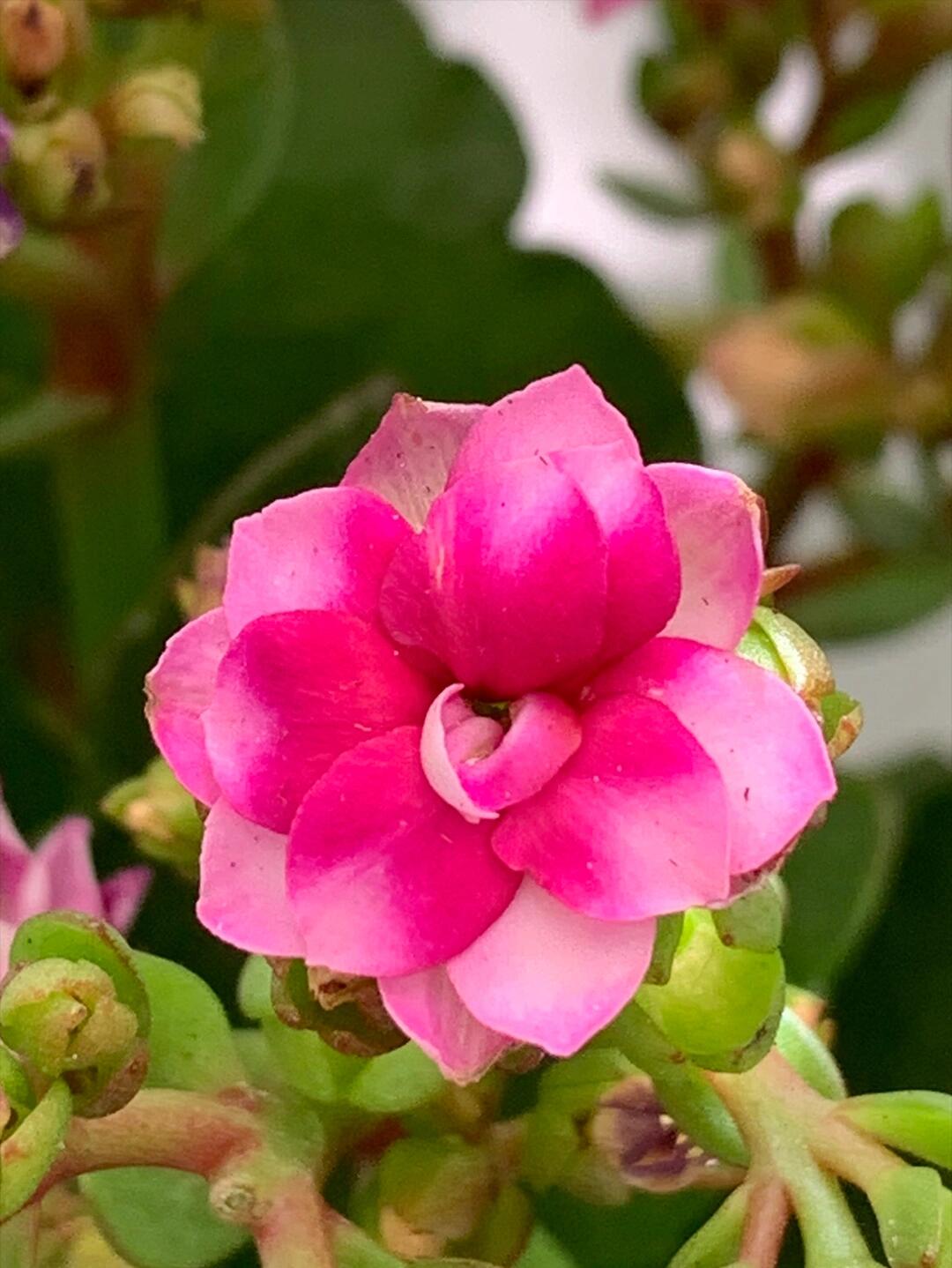 紫鸢长寿花(18),紫色长寿花