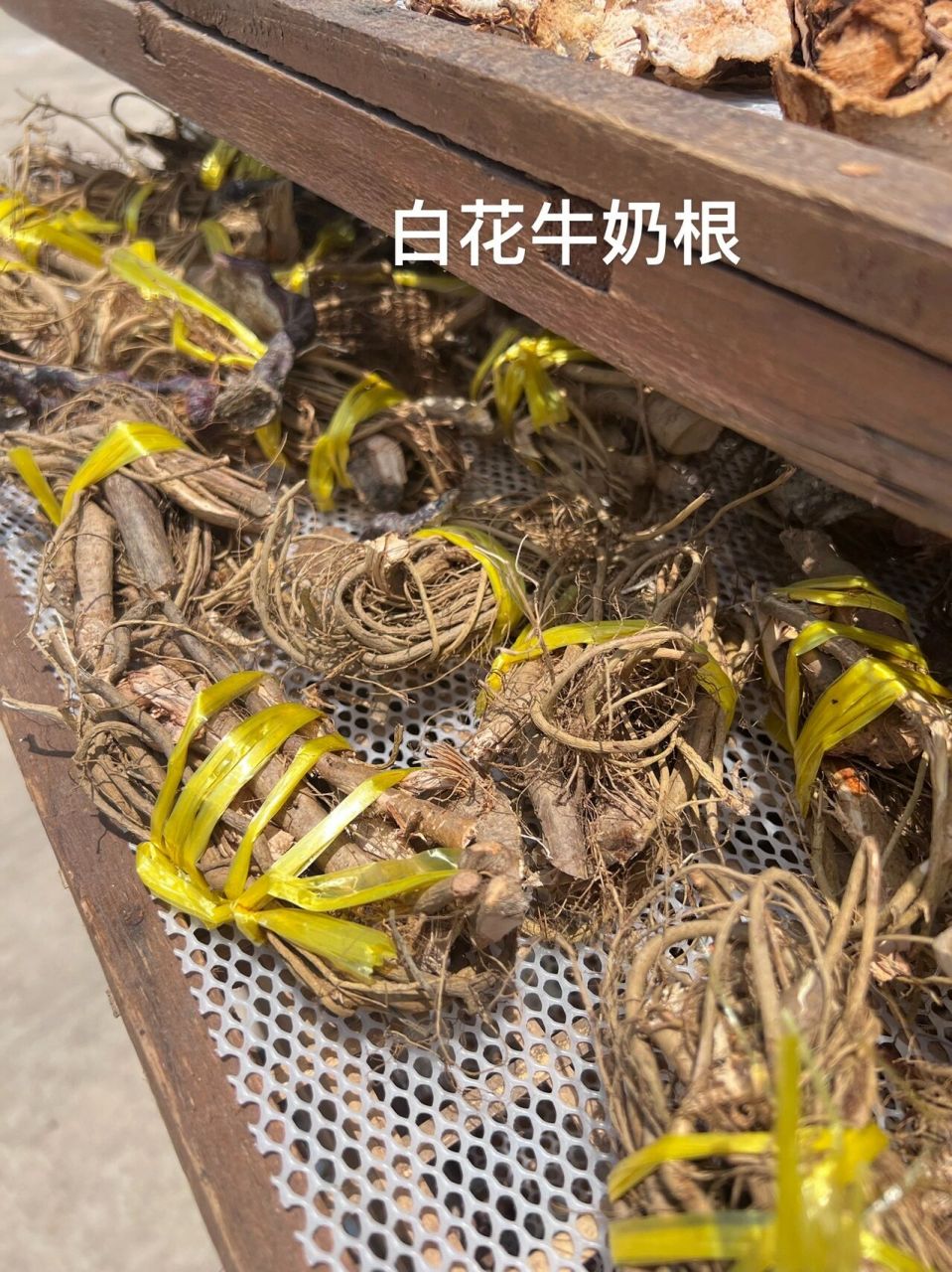 白花牛奶根和五指毛桃可以一起煲汤哦 白花牛奶树根的生长环境为深山