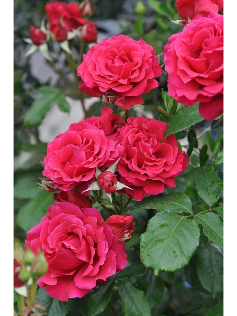 每天认识一种月季#米迦勒/迈克儿 也叫天使长米迦勒,是日本河本纯子