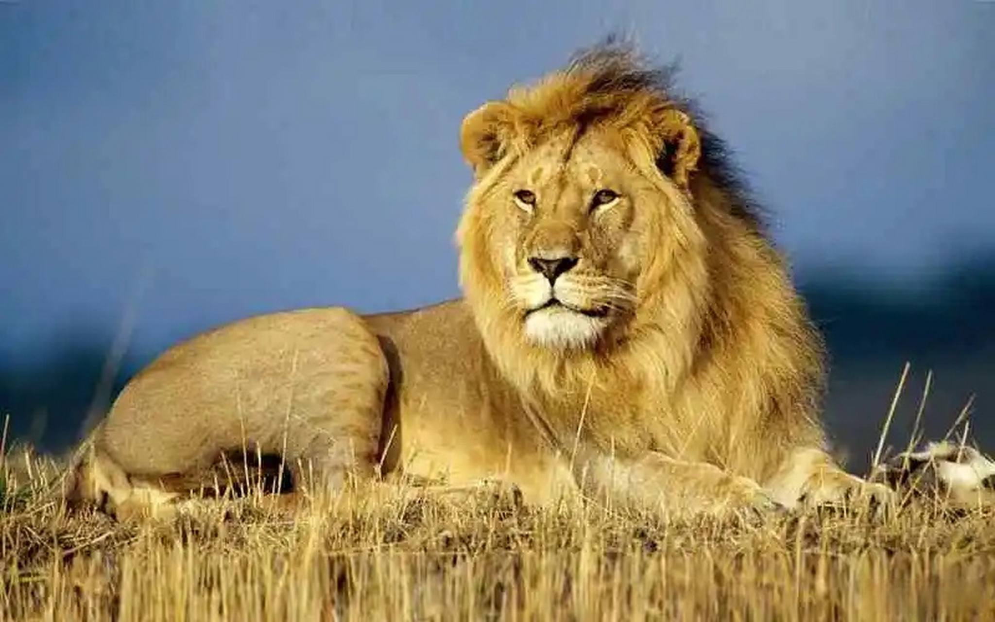 还记得小时候看公园石狮子的雄壮可爱吗?