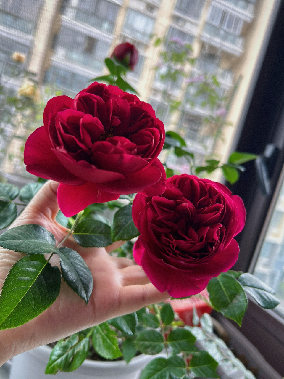 月季真彩230有没有惊艳到你 四大妖花之一的真彩230买回来是因为想养