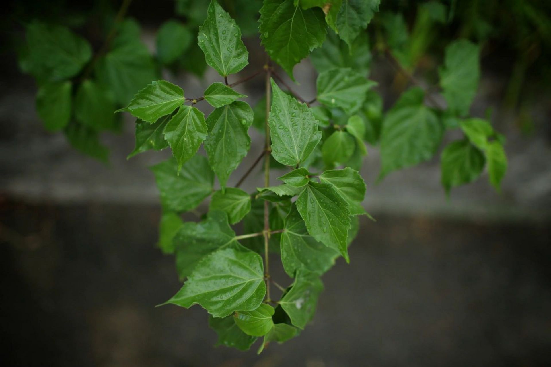 一种可以做豆腐的植物 在山上发现了神仙豆腐叶,我们小时候叫鸭屎叶