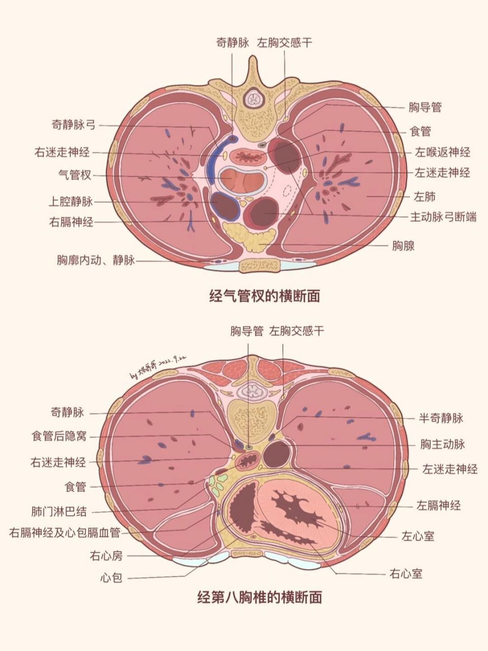 纵隔分界图片