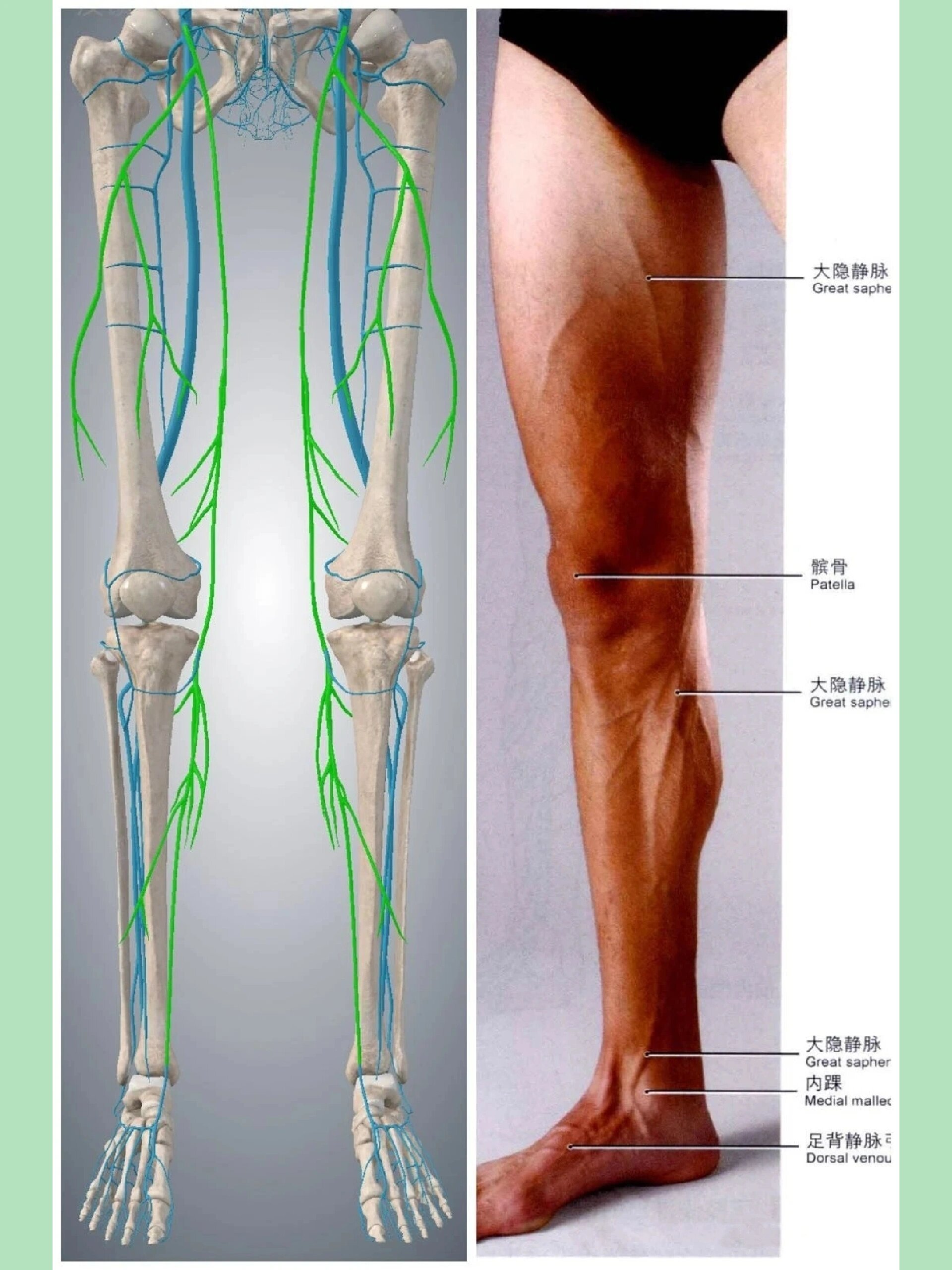 下肢静脉系统解剖图图片