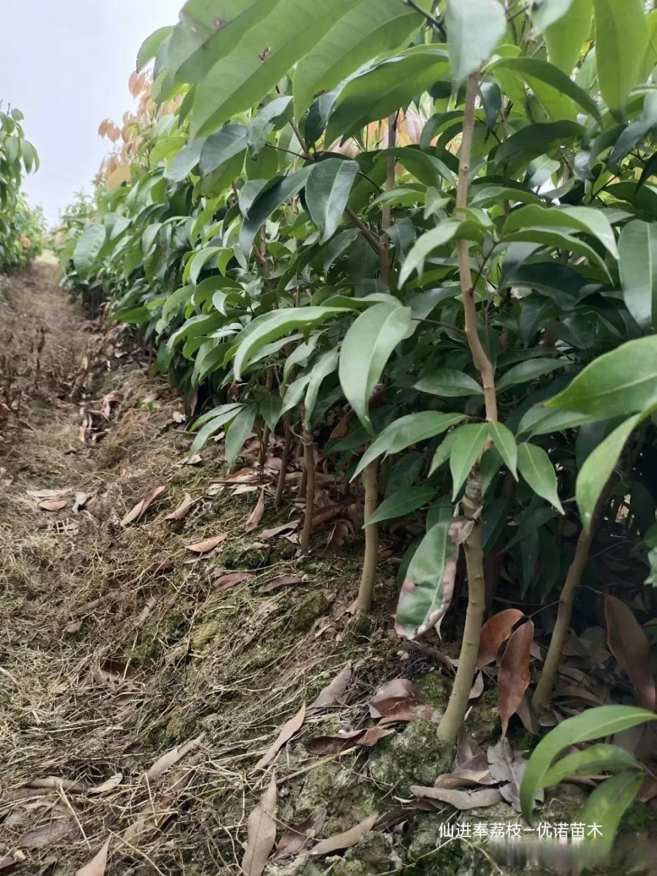 最新荔枝品种,仙进奉荔枝果苗,脆甜荔枝苗