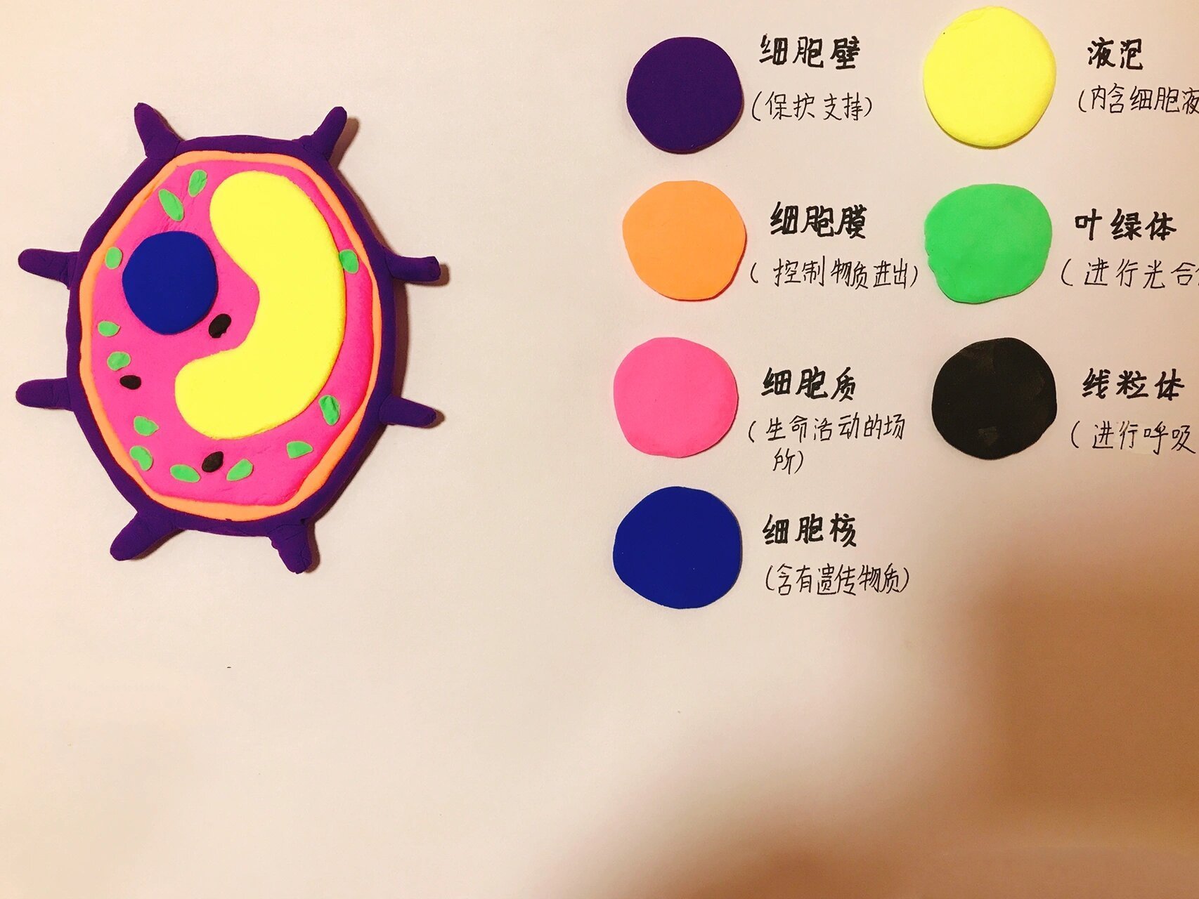 家有初中生~生物作业,超轻粘土制作植物细胞