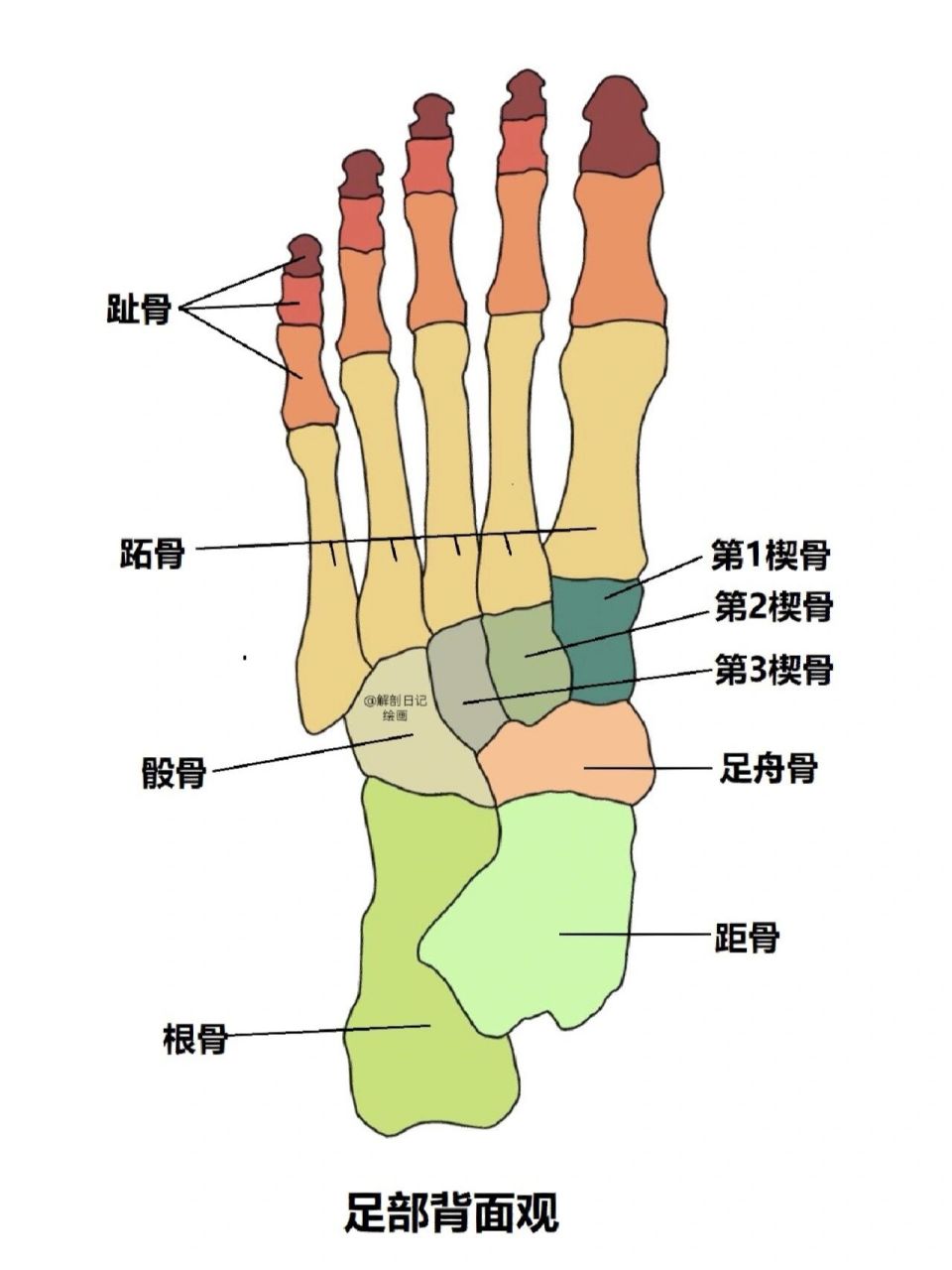 简介 跗骨:属于短骨,位于足骨的近侧部,相当于手的腕骨,共7块.