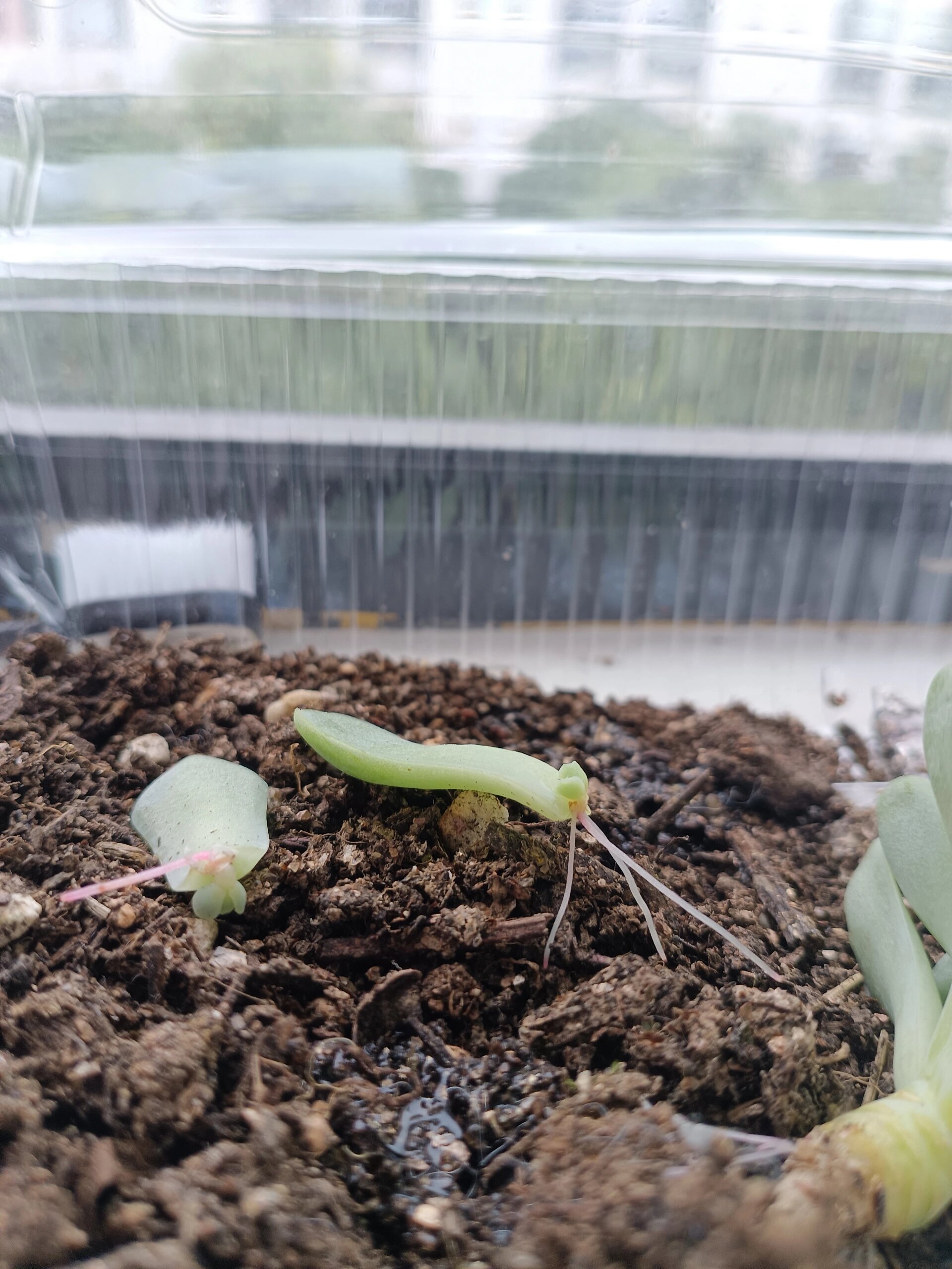 多肉就是好养,随便放土里就能发芽