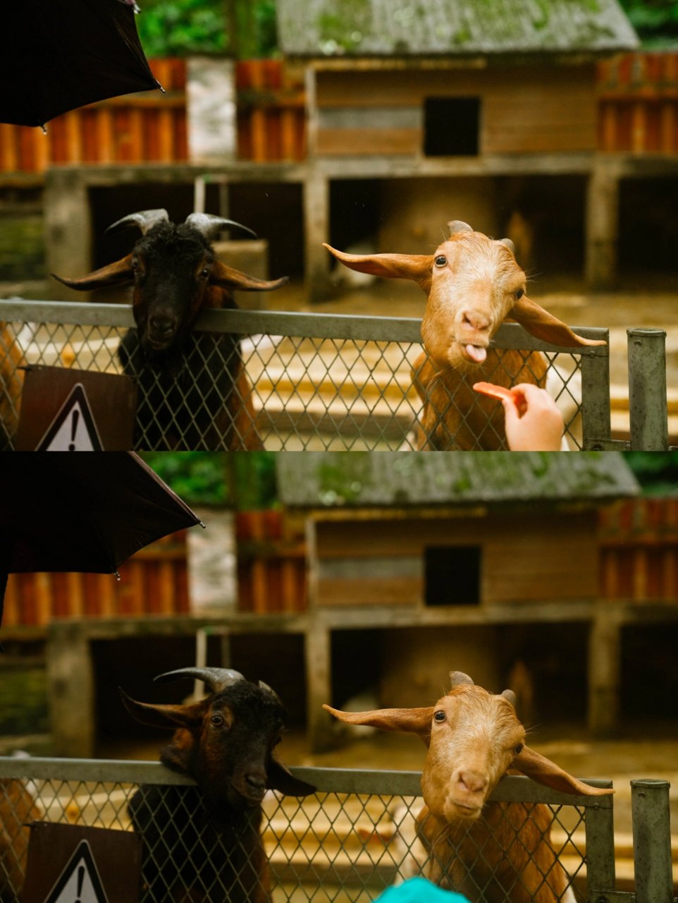 重庆动物园半日游 zoo 67熊猫在睡觉啦98 67小鹿乱撞抢胡萝卜