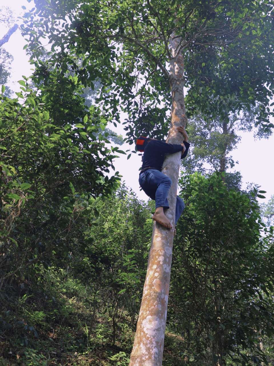 因高杆古树量少,且采摘十分困难,又得益于得天独厚的生态环境,易武高