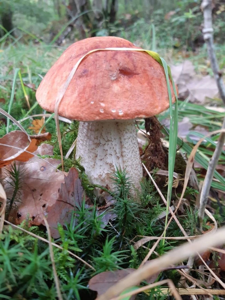 欧洲常见可食用菌之牛肝菌 这三种都是可食的牛肝菌,尽量摘嫩的哦,老