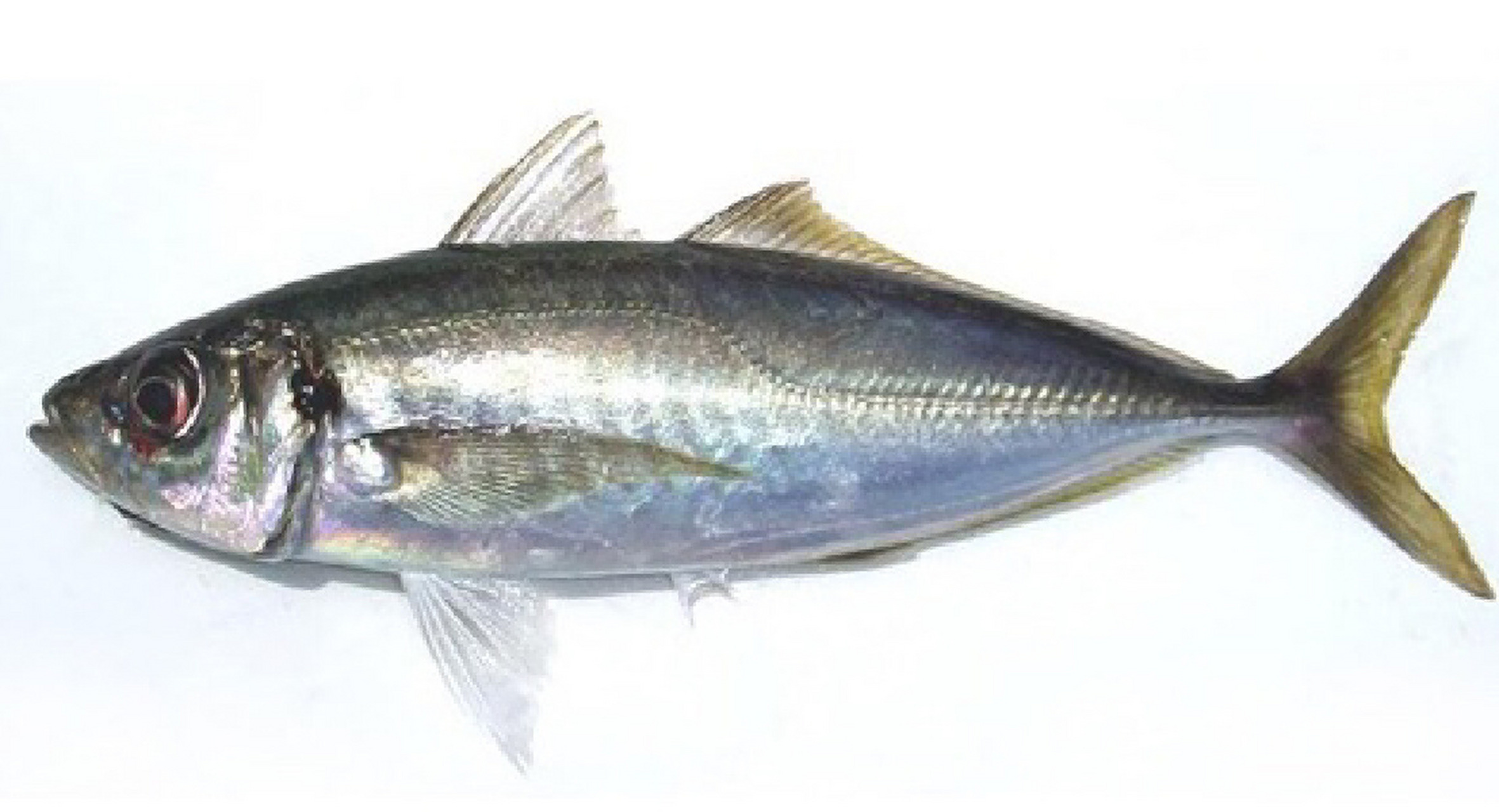 小竹荚鱼(巴浪鱼)a ji 很多高级寿司店,总会告诉你,这是大竹荚鱼,那是