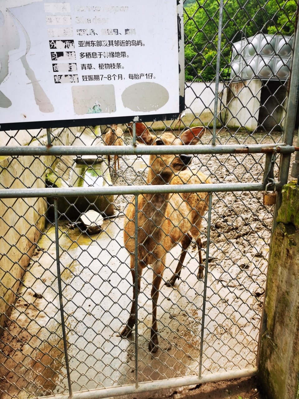 打卡铜陵市动物园 确切说是动物养殖基地,比想象的好很多.