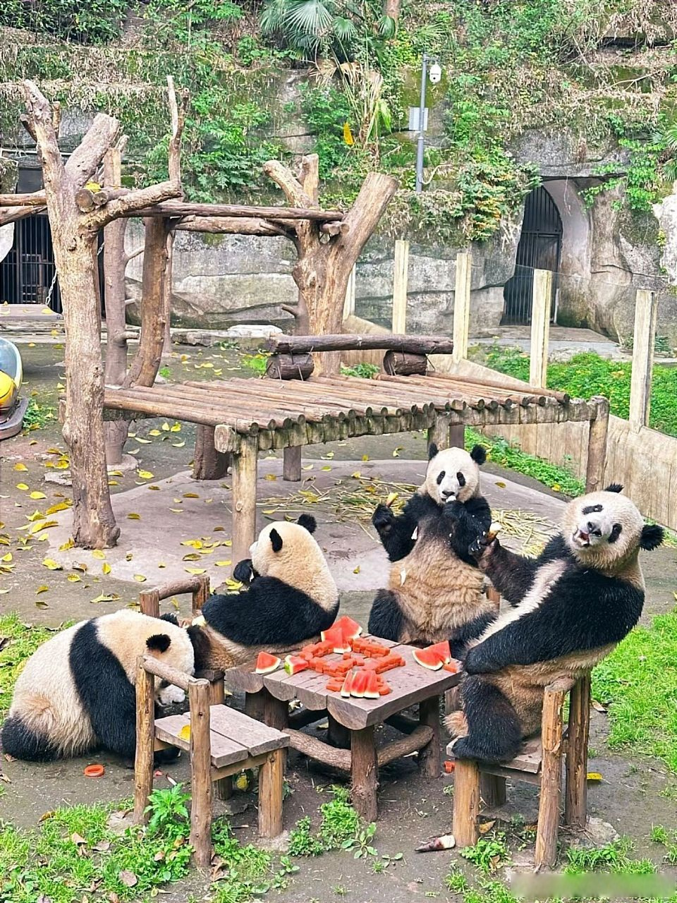 早安宣城#只有在重庆动物园才能看到的画面[心]太可爱了吧