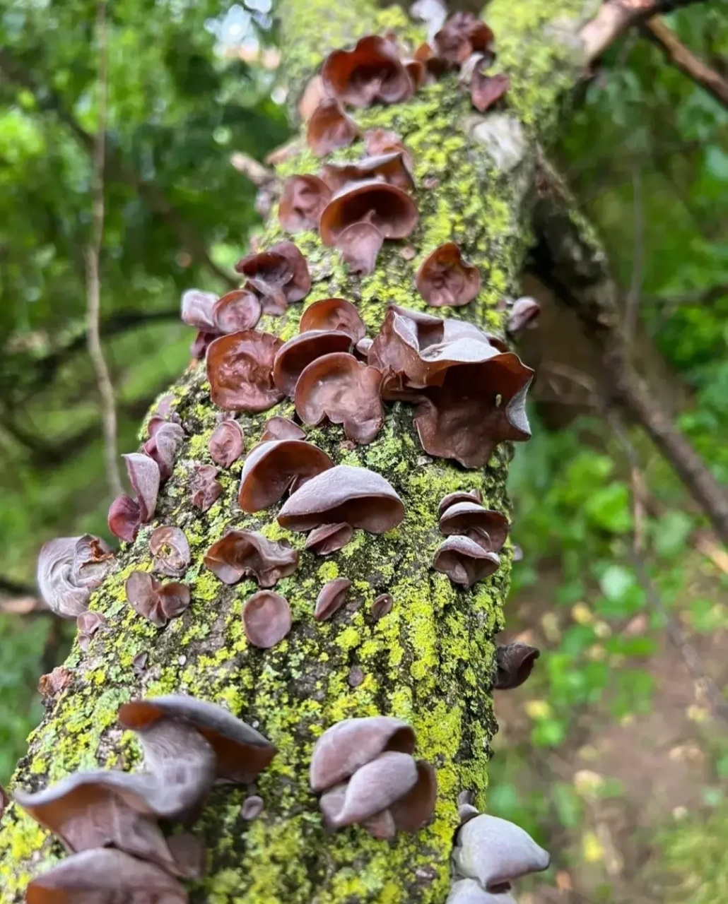 雨后散步发现树上长满了木耳,这样的木耳能吃吗?