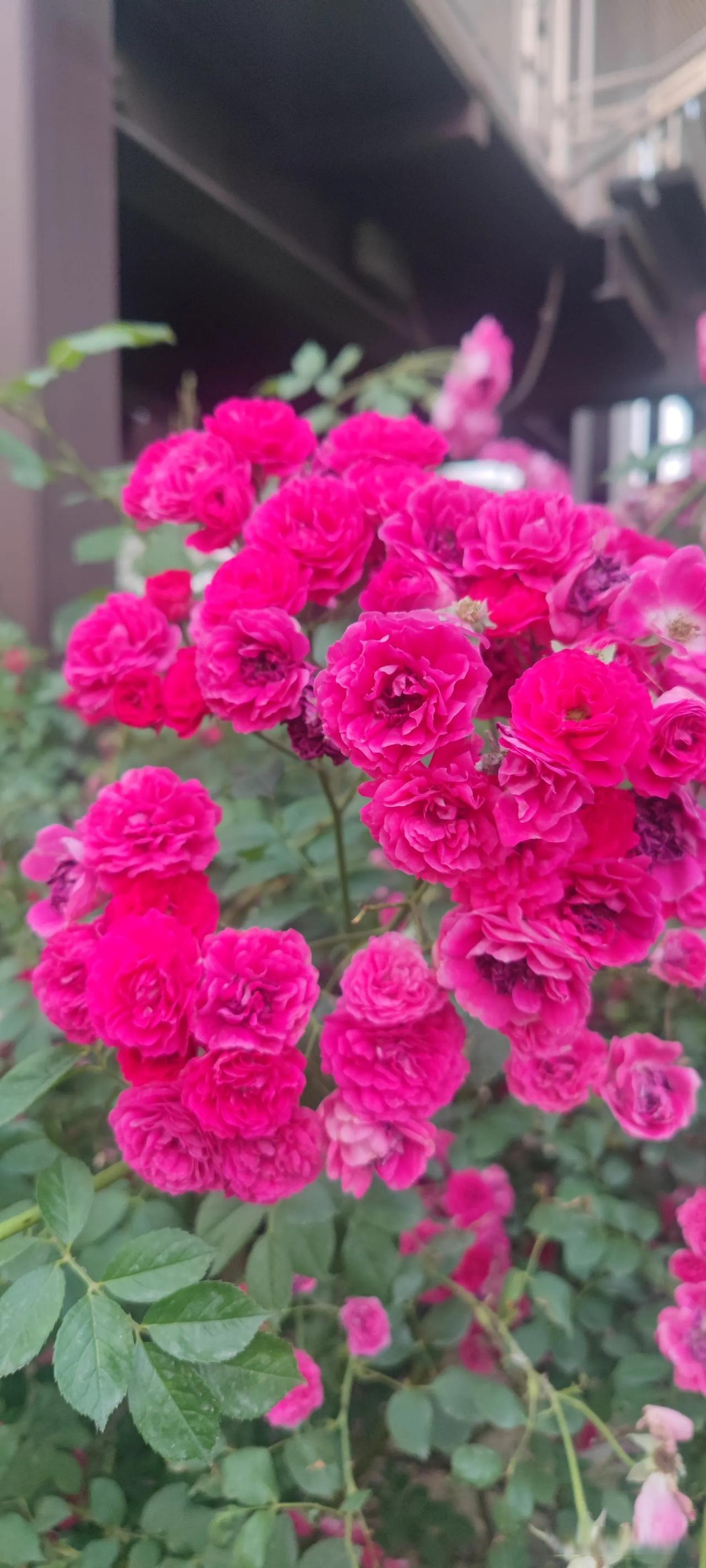 花色是玫红色,已经谢了很多,马路边上随意生长,如果细心养护,水肥给足