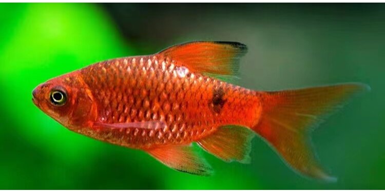 观赏鱼类科普之热带鱼