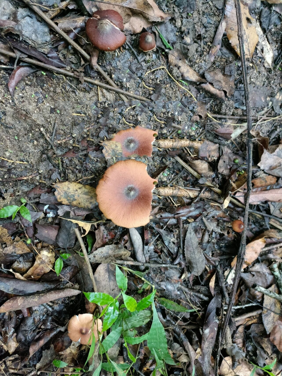 鸡枞里的天花板—红鸡枞 新鲜的红鸡枞无论是骨朵还是开的,都有浓郁的