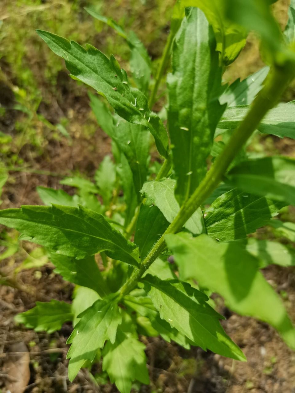 一年蓬草图片图片