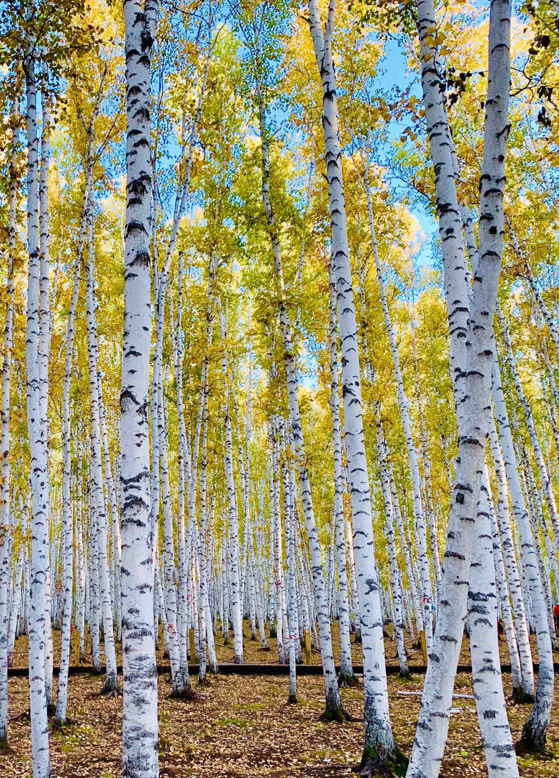 白桦树合集素材19