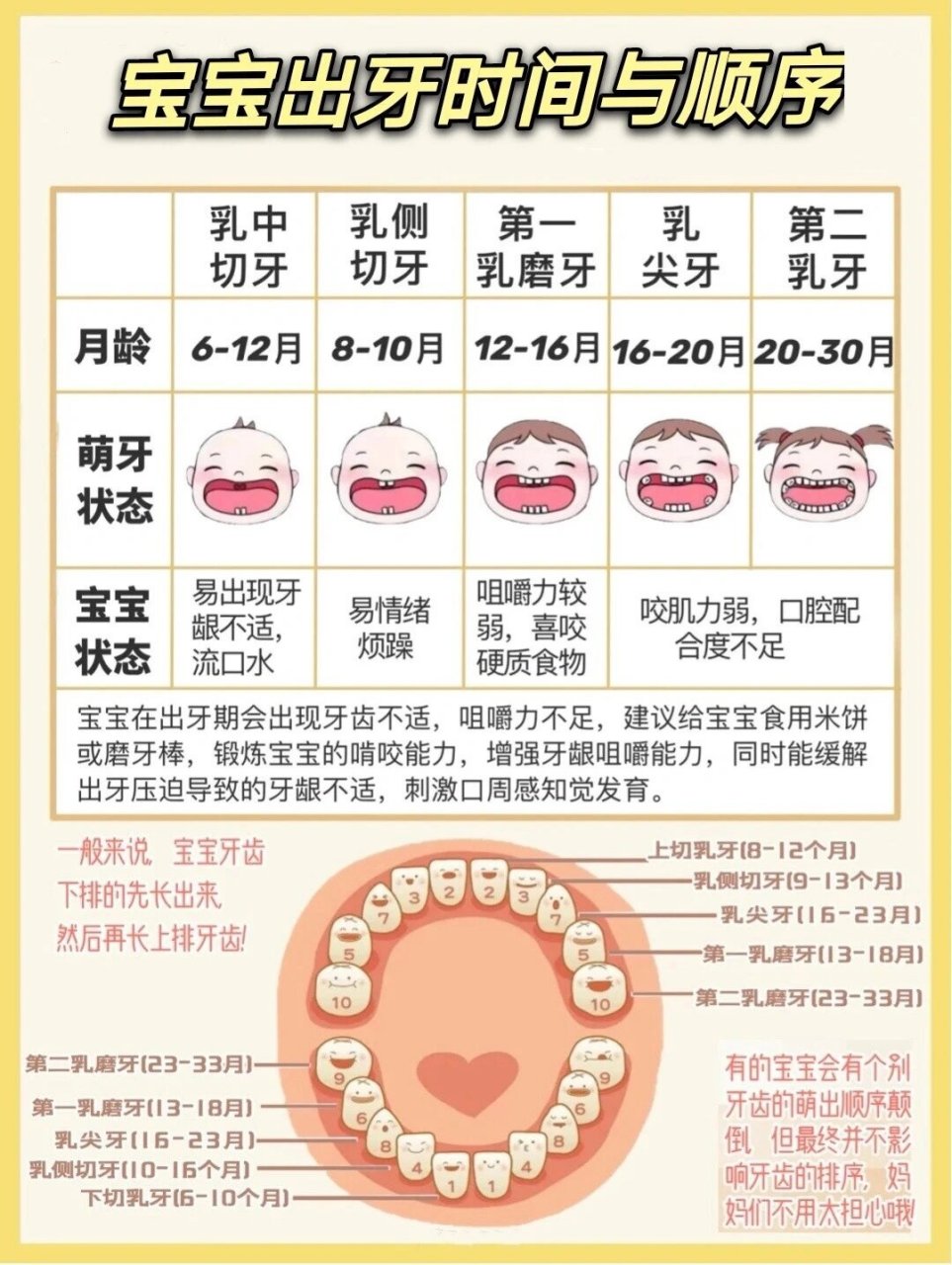 宝宝牙齿生长顺序&刷牙,你家娃出牙正常么?