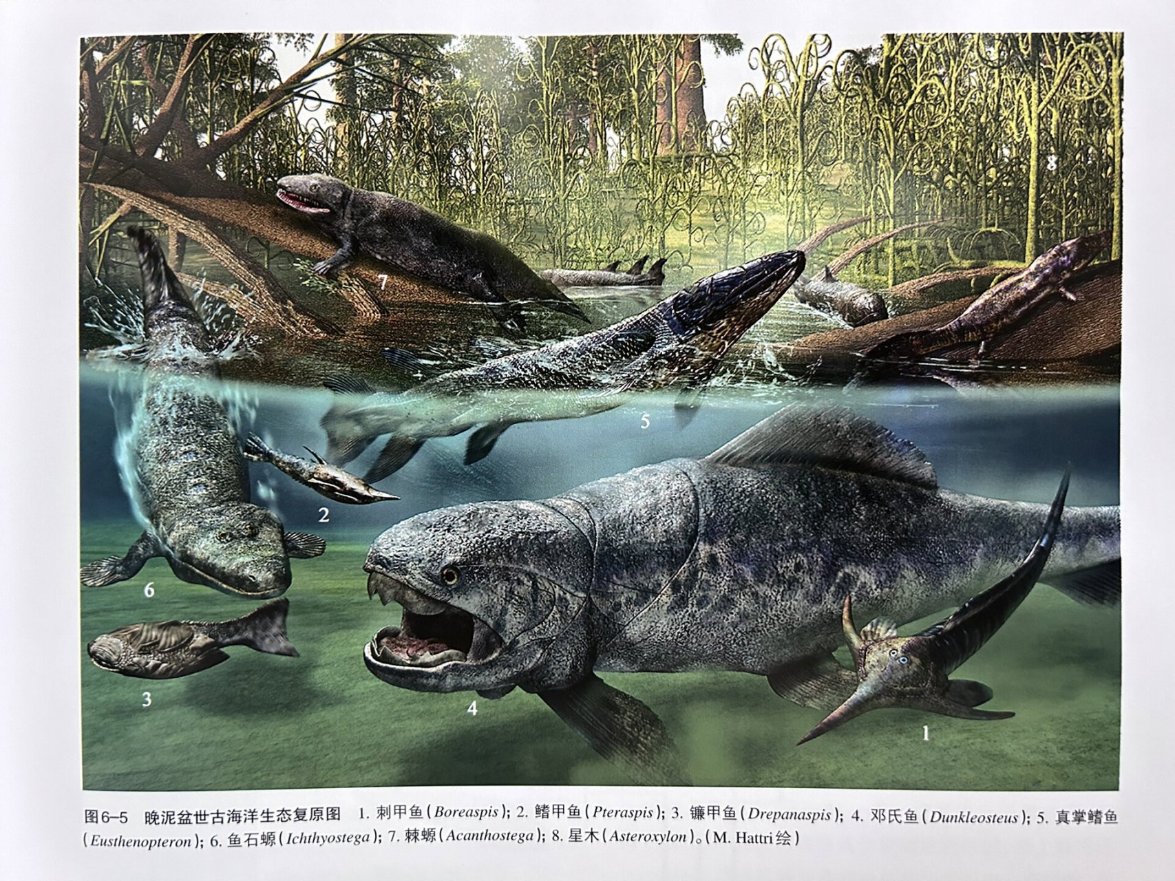 棘螈 8. 星木 m. hattri绘