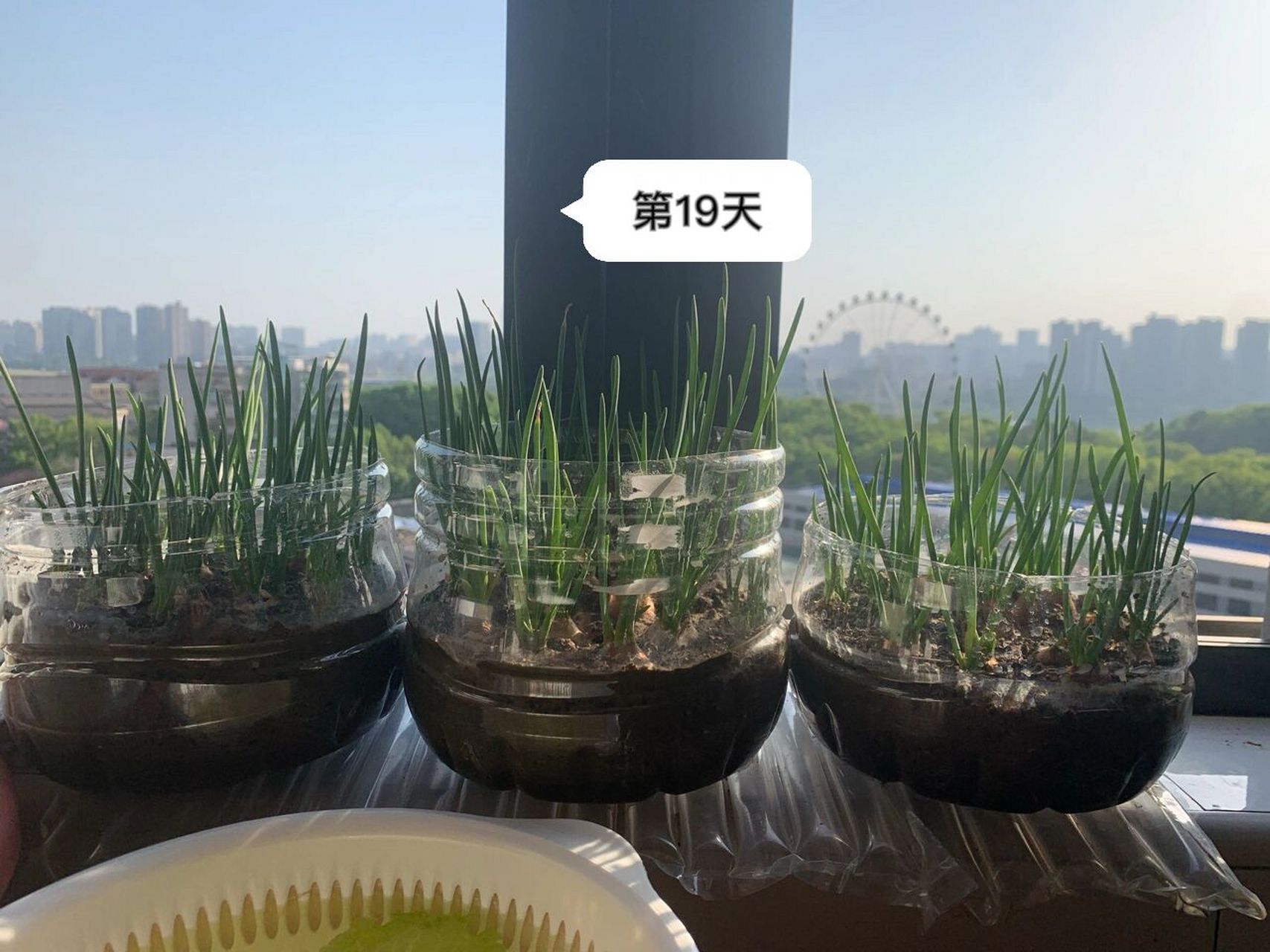 矿泉水瓶种葱!实现小葱自由!