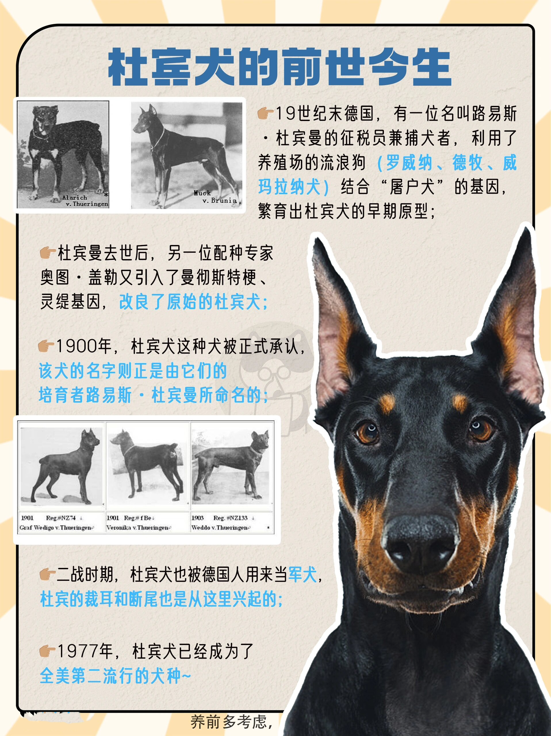 狗狗图鉴|杜宾犬,外刚内柔的.@vxxs双子的动态