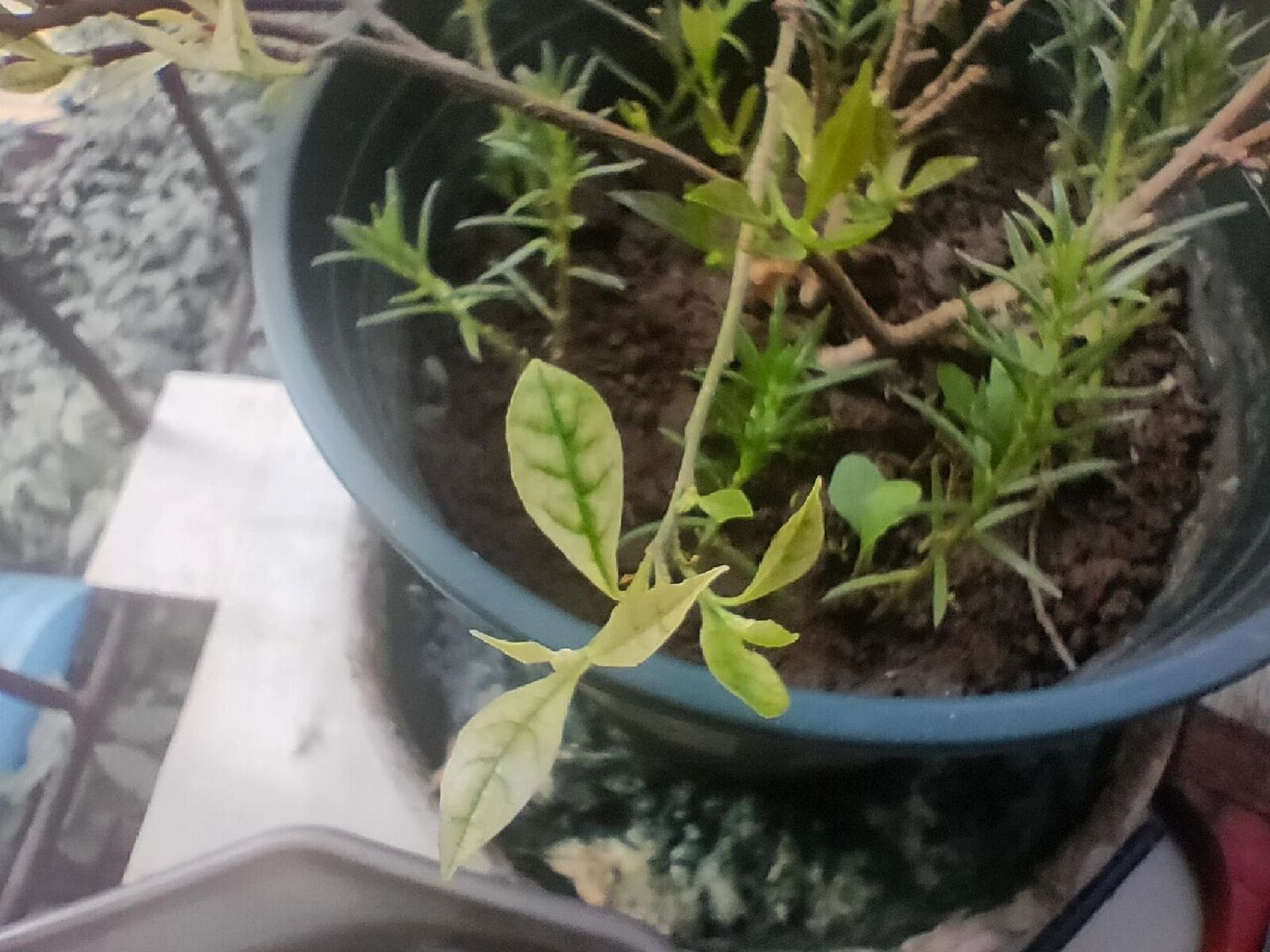 我的双色茉莉没来得及剪枝,现在都全都结小花苞了,然后新长的叶子部分