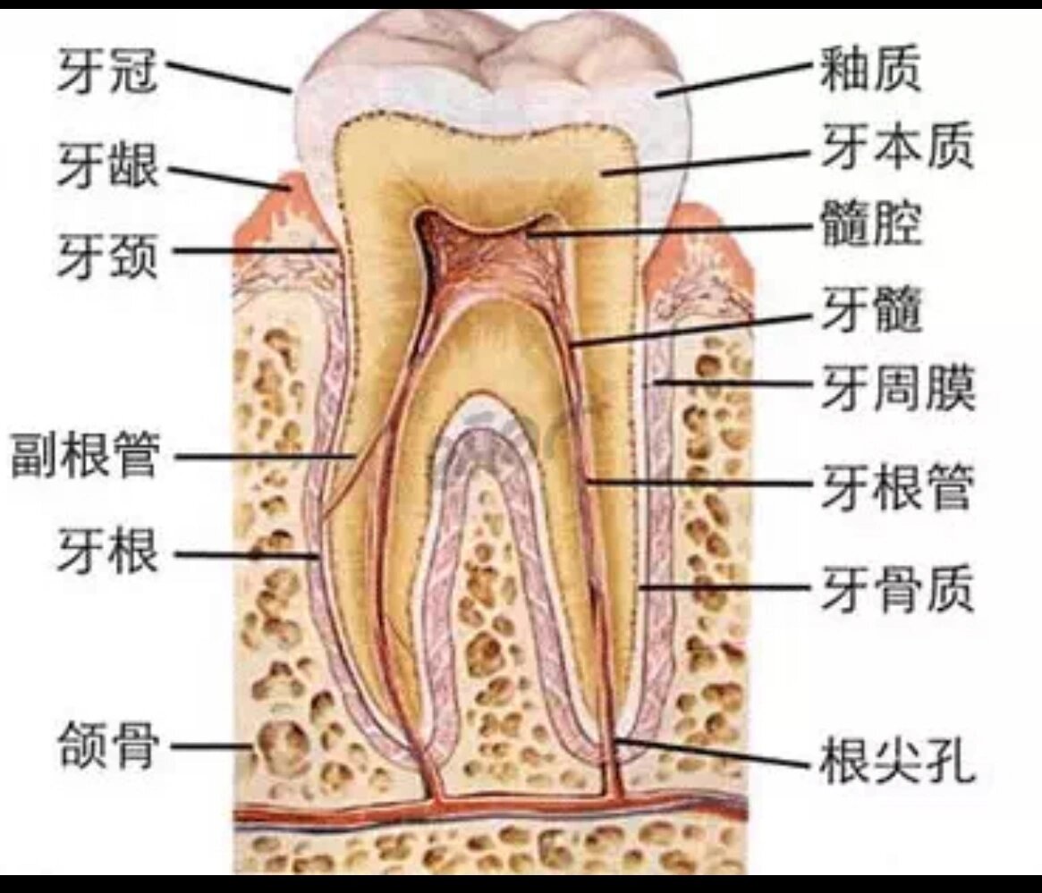 牙齿的命名图片大全图片