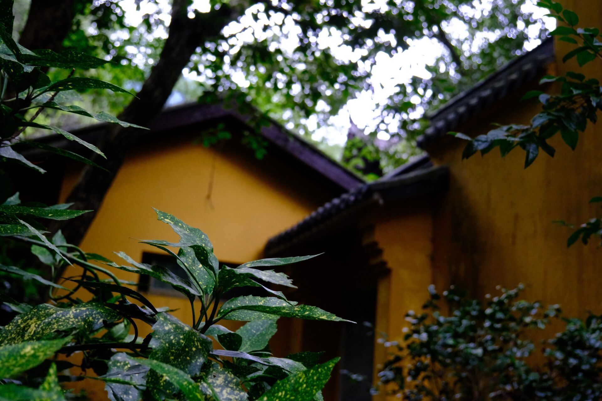 门票50元一张,另外20元船票(平板船),如果你想坐快艇,也是20元,但是要